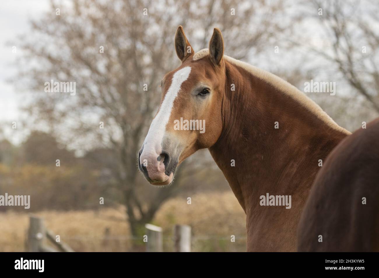 Beautiful heavy draft horse a large horse used for pulling heavy loads