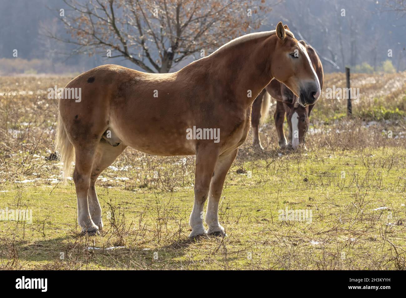 Beautiful heavy draft horse a large horse used for pulling heavy loads