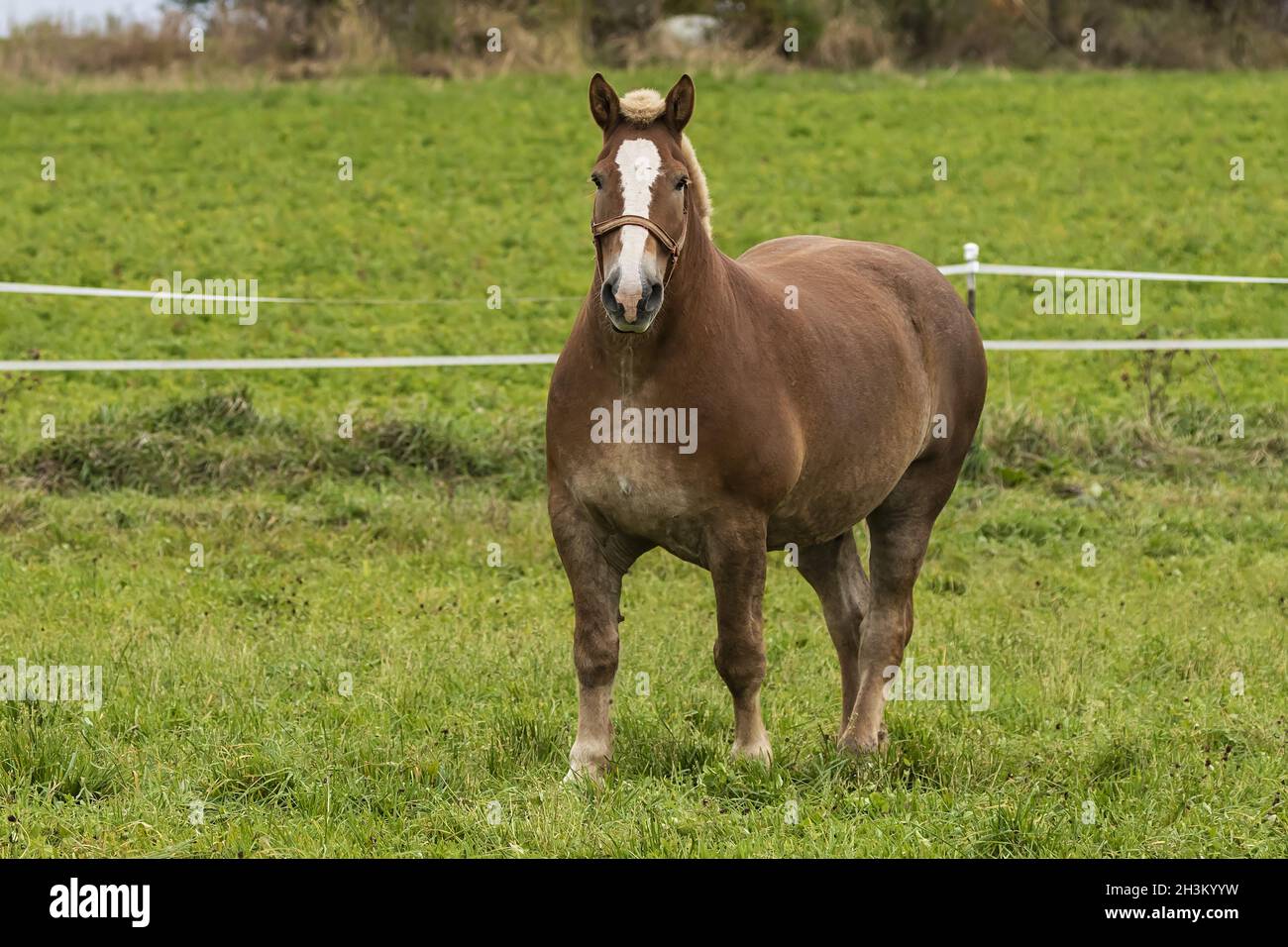 Beautiful heavy draft horse a large horse used for pulling heavy loads