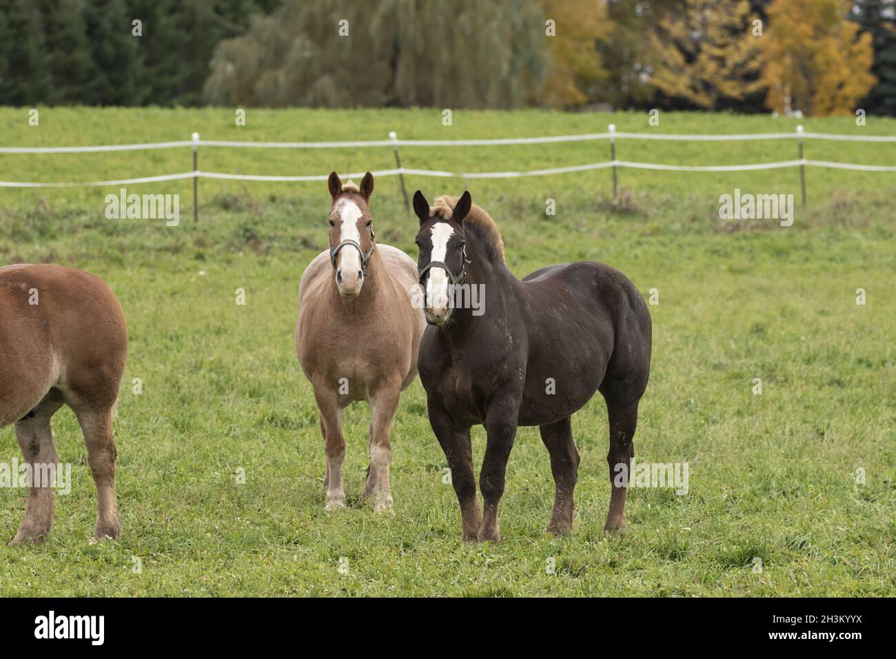 Beautiful heavy draft horse a large horse used for pulling heavy loads