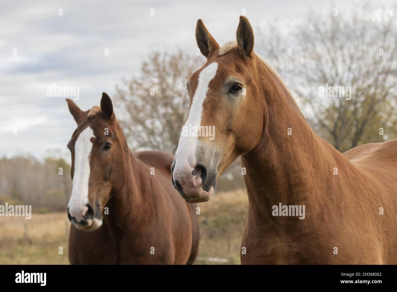 Beautiful heavy draft horse a large horse used for pulling heavy loads