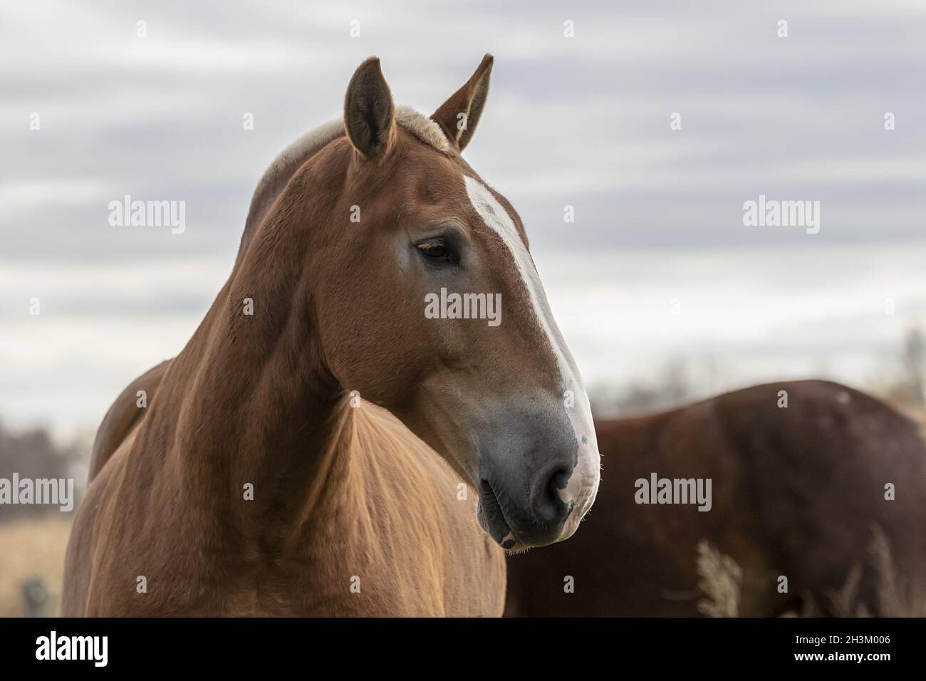 Beautiful heavy draft horse a large horse used for pulling heavy loads