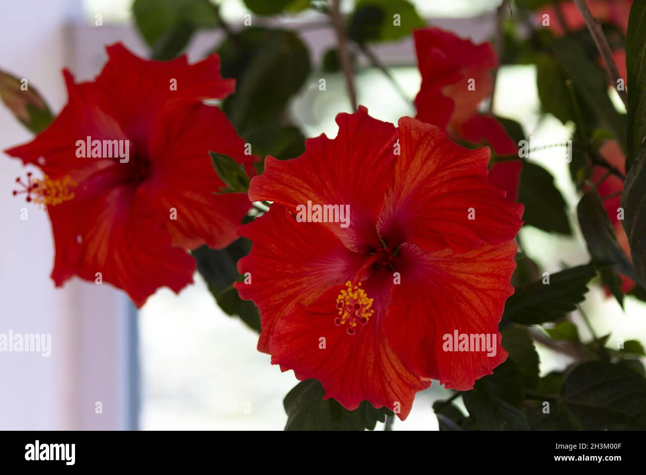 Hibiscus is subtropical and tropical regions throughout the world Stock Photo