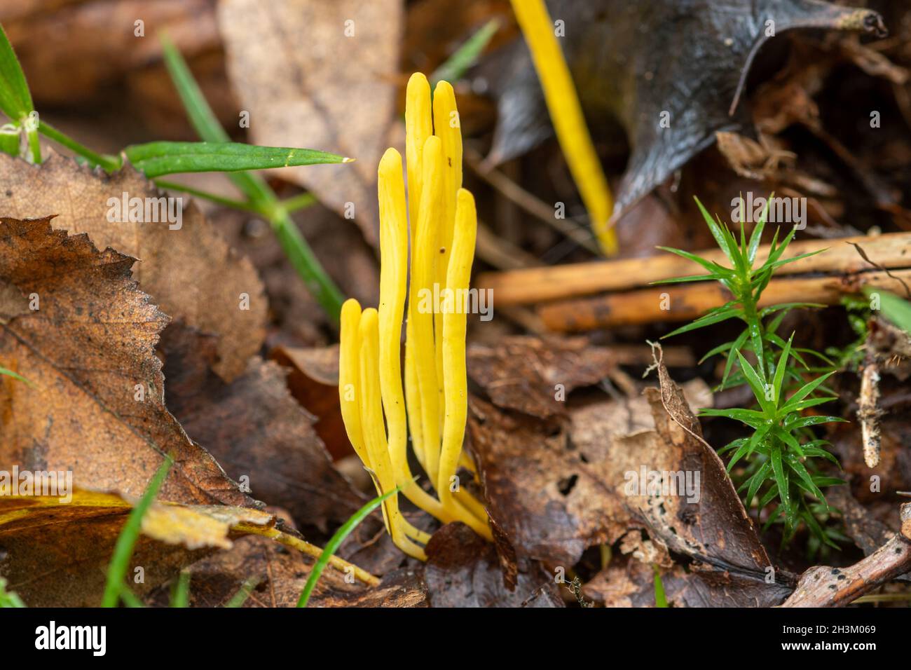 Clavulinopsis fusiformis, commonly known as golden spindle fungus, or spindle-shaped fairy club, in woodland during autumn, UK Stock Photo