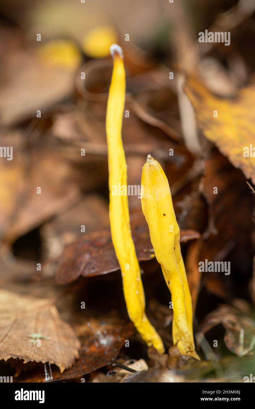 Clavulinopsis fusiformis, commonly known as golden spindle fungus, or spindle-shaped fairy club, in woodland during autumn, UK Stock Photo