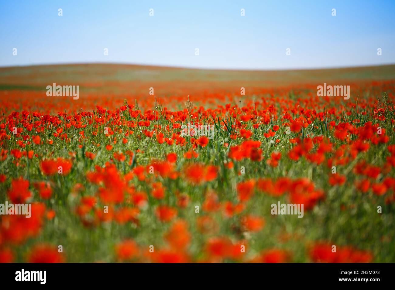 Poppies field. A beautiful field of blooming poppies Stock Photo - Alamy