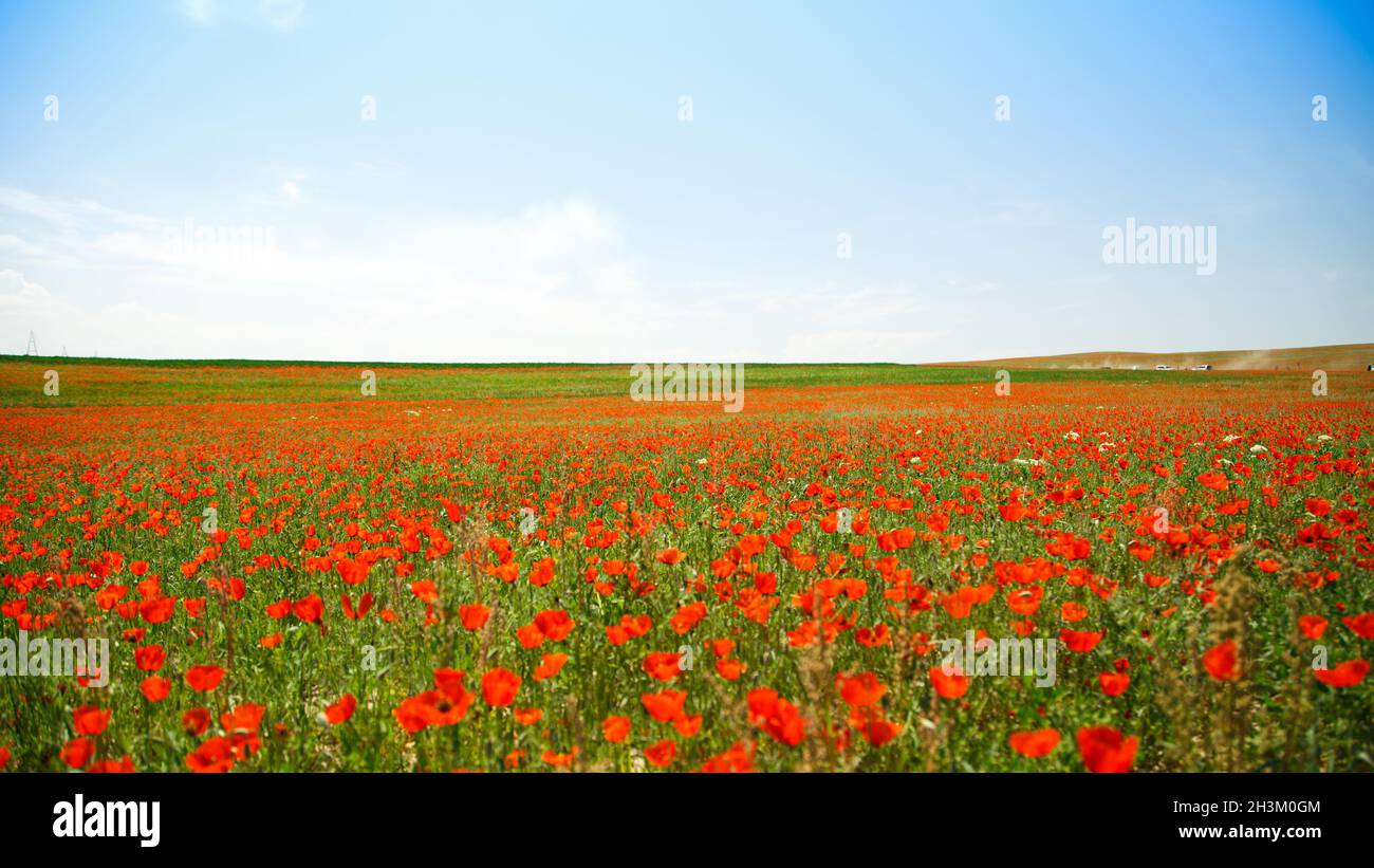 Poppies field. A beautiful field of blooming poppies Stock Photo - Alamy