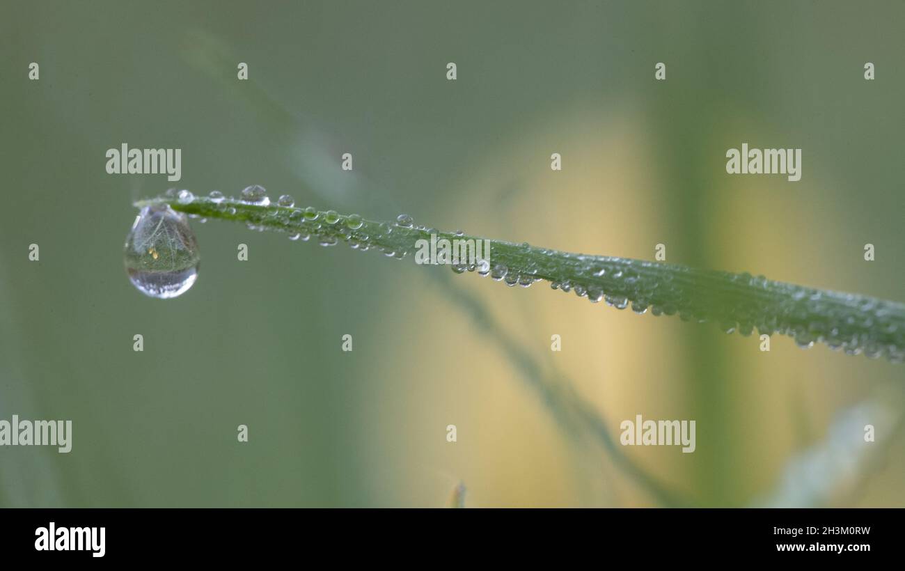 Trops of water hi-res stock photography and images - Alamy
