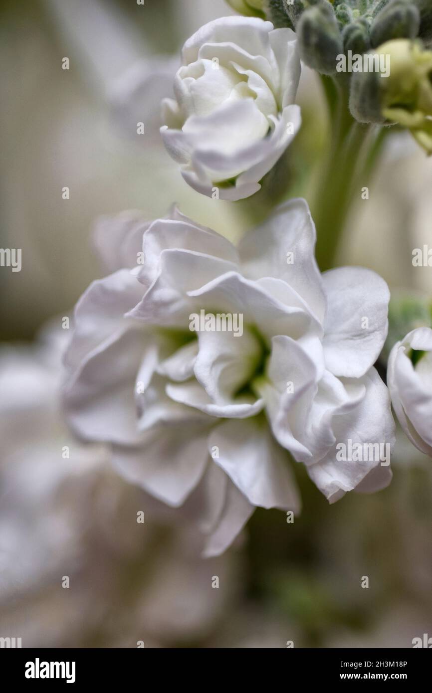 white stock flowers Stock Photo
