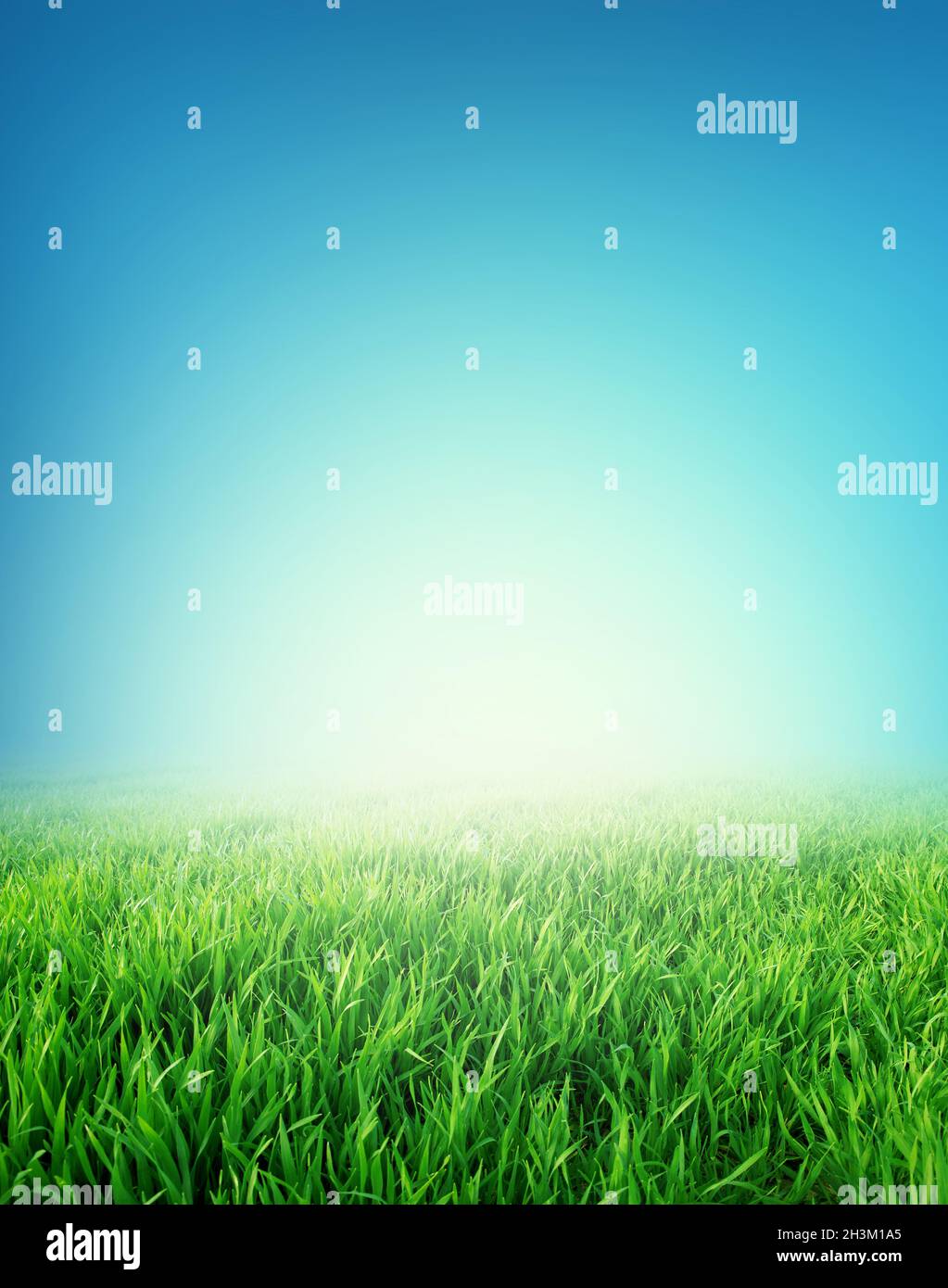 Meadow and green field under a blue peaceful sky in morning sunlight Stock Photo