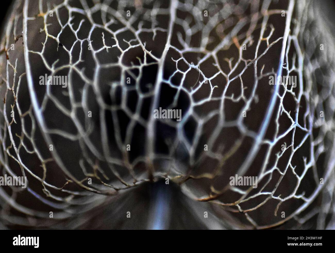 Physalis alkekengi, chinese lantern skeleton seed pod Stock Photo