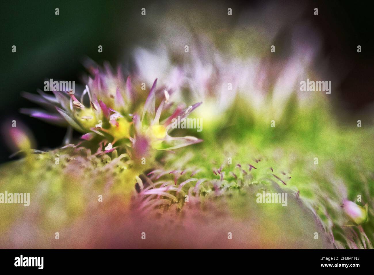 flowering moss, uk Stock Photo Alamy