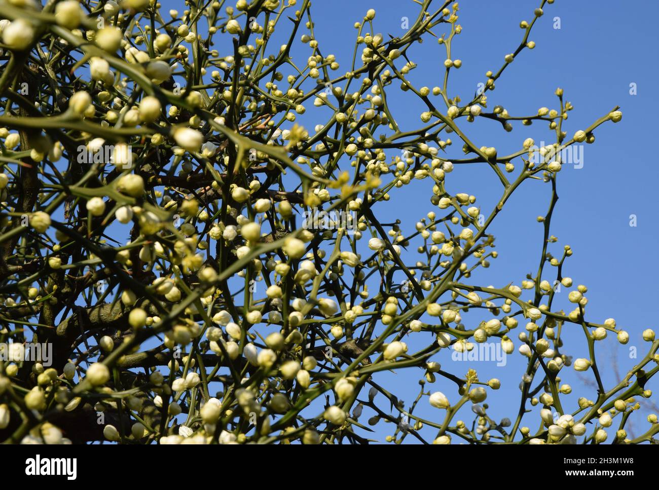 poncirus trifoliata, japanese bitter orange Stock Photo Alamy