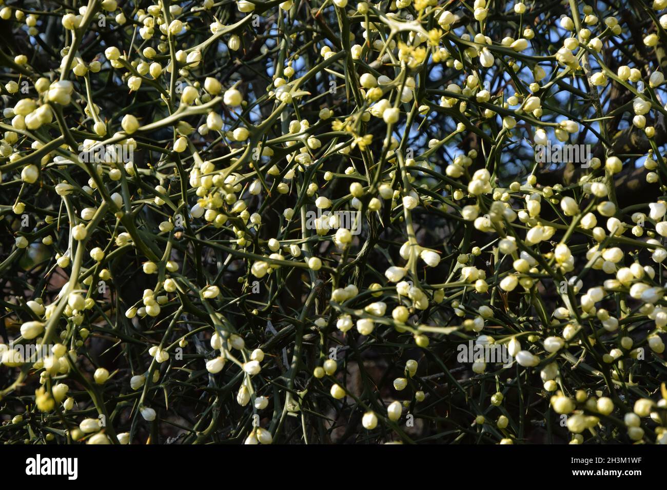 poncirus trifoliata, japanese bitter orange Stock Photo Alamy