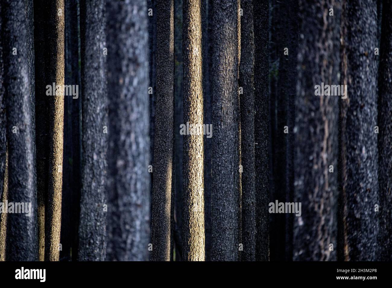 lodgepole-pine-tree-hi-res-stock-photography-and-images-alamy