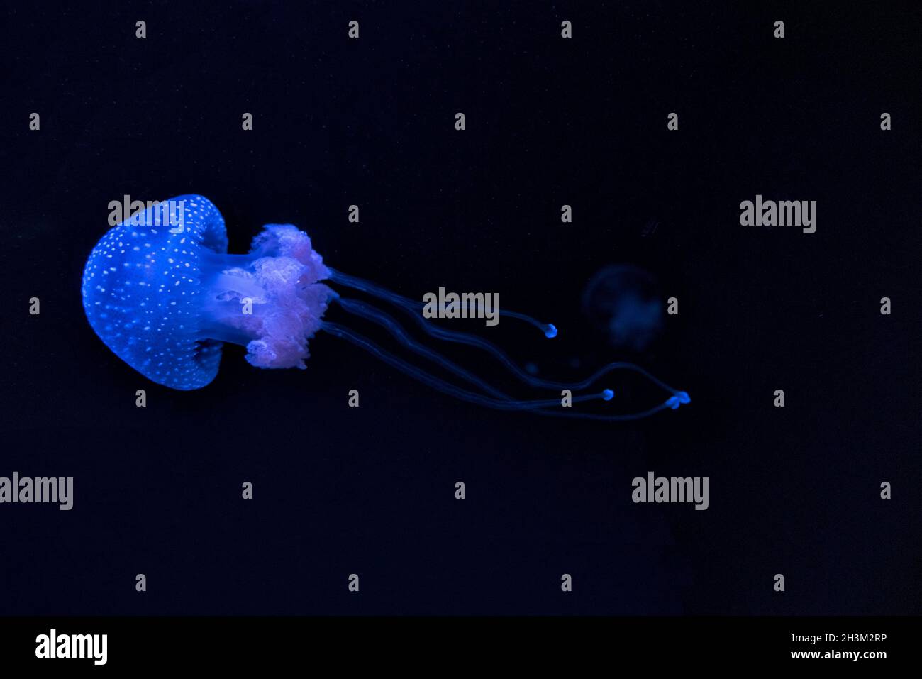 Blue jellyfish Phyllorhiza punctata (floating bell, Australian spotted jellyfish or white-spotted jellyfish) Stock Photo