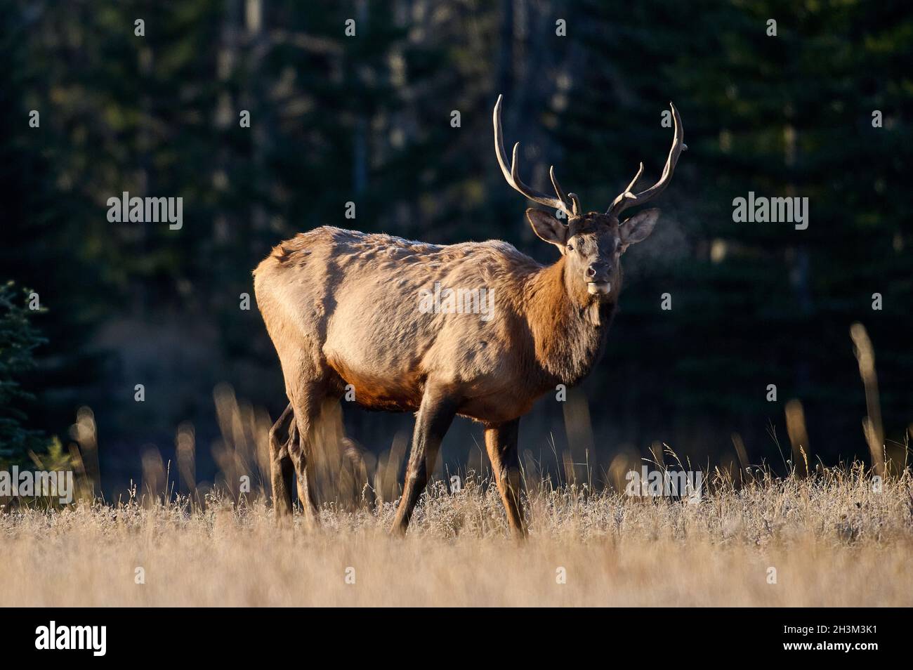 Bull Elk (Wapiti), (Cervus canadensis)Minnewanka loop, Banff National Park, Alberta, Canada Stock Photo