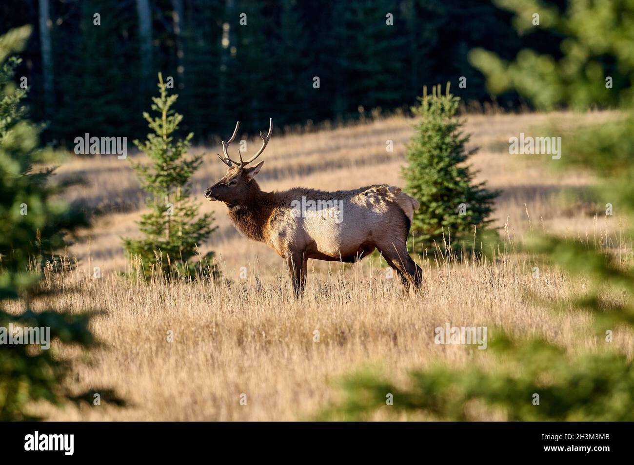 Young Bull Elk (Wapiti), (Cervus canadensis) stands alert Minnewanka loop, Banff National Park, Alberta, Canada Stock Photo