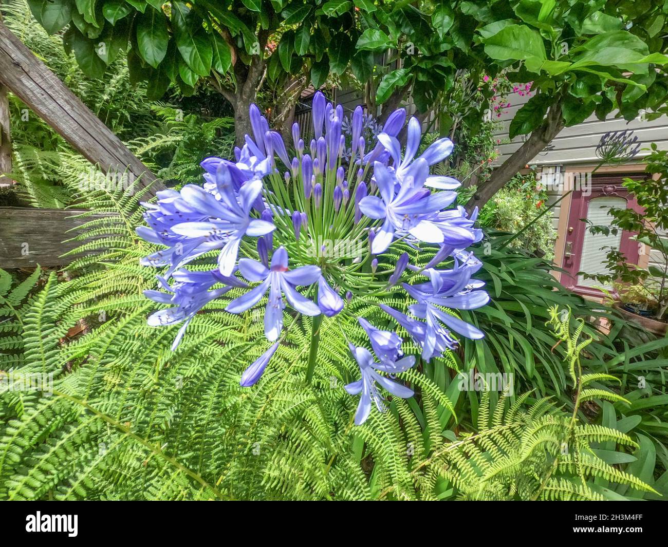 Agapanthus praecox blue lily flower blooming, botanical garden, San Francisco, California Stock Photo