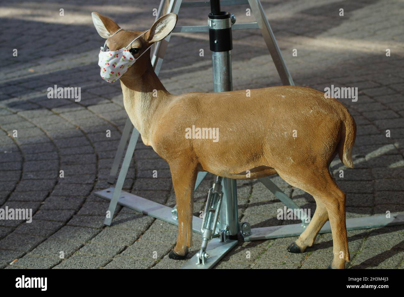 Reh mit Mundschutz in Wiesbaden Stock Photo