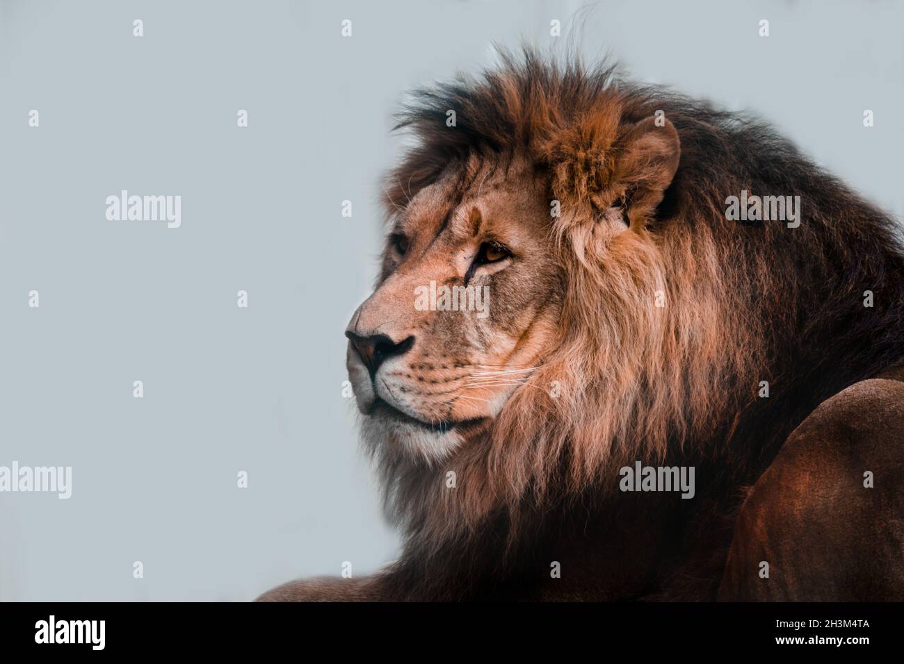Lion head. Lion on a light background. A proud and noble lion. Stock Photo