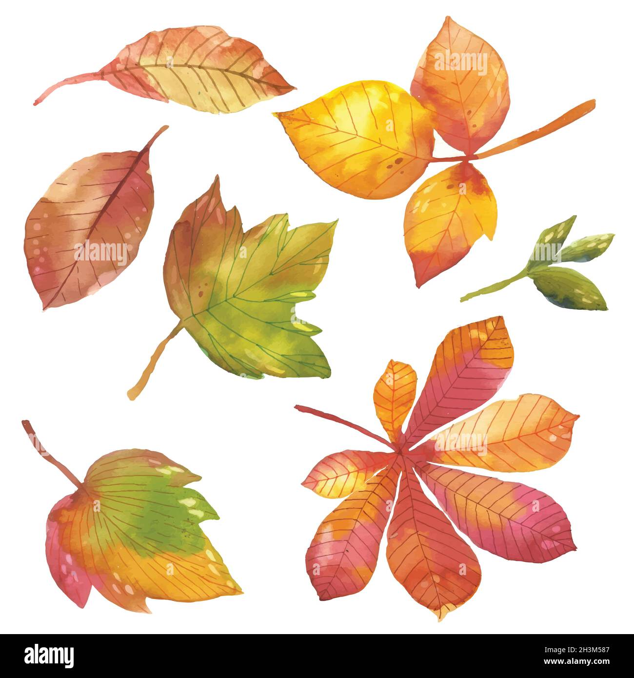 watercolor autumn leaves collection vector design illustration Stock ...