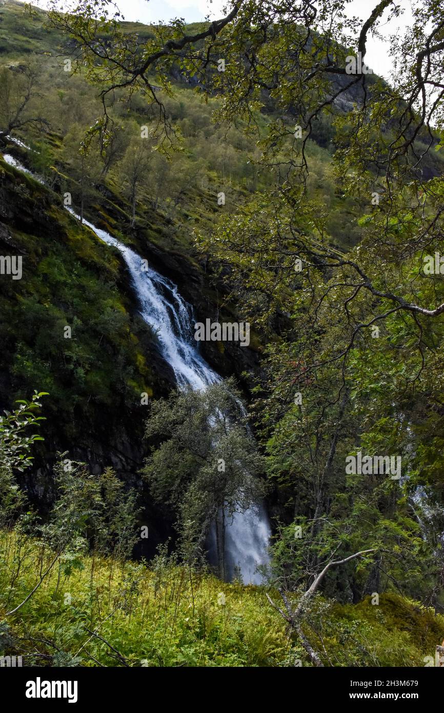 Vertical shot of a waterfall in a forest with trees and greenery Stock ...