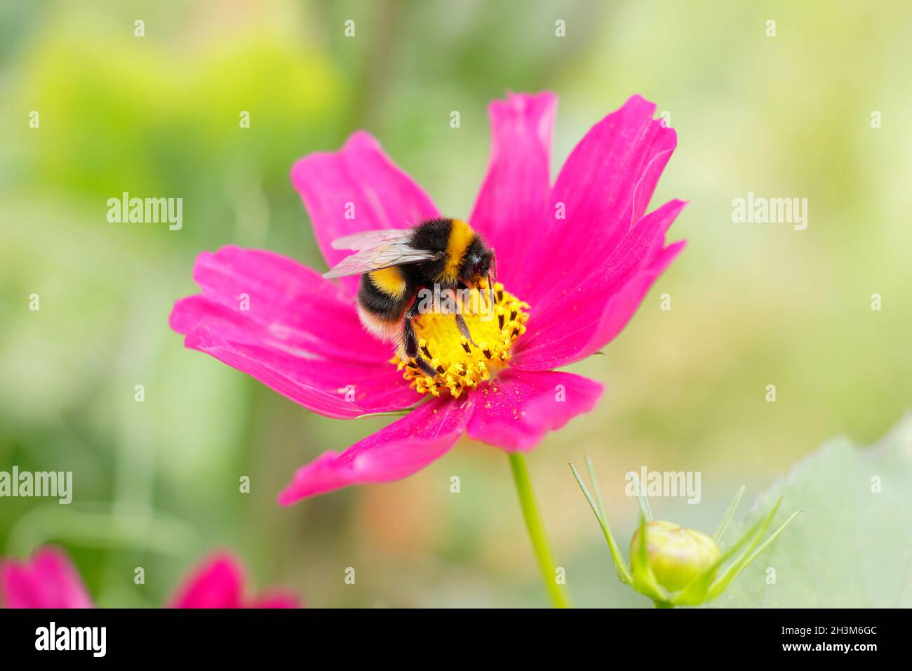 Bumble bee collecting collecting nectar and pollen on a cosmos flower. Bombos on Cosmos bipinnatus 'Candy stripe', Stock Photo