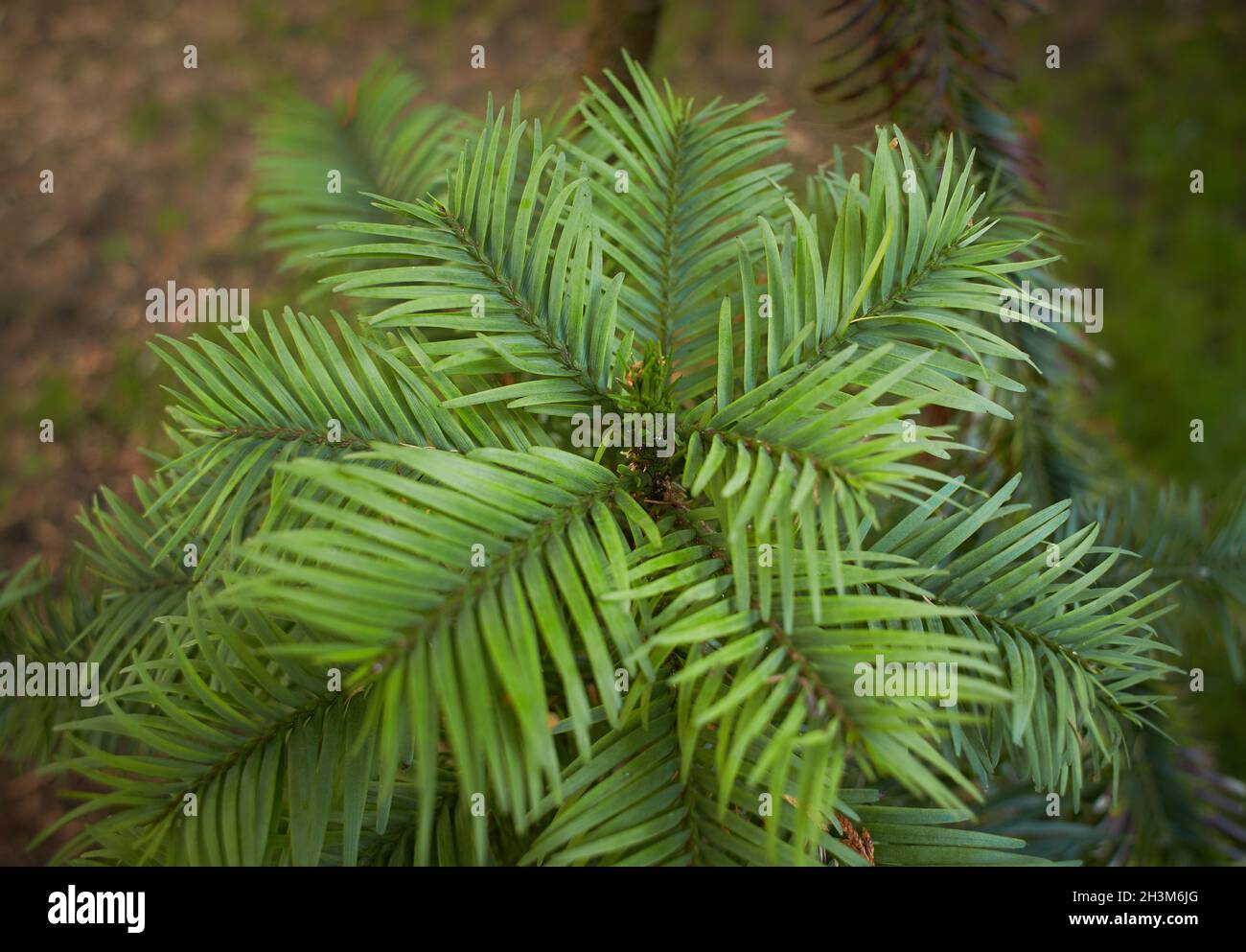 Close up of Wollemi Pine Tree (Wollemia nobilis) Stock Photo