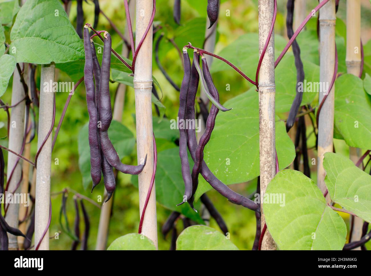 French bean plant. Phaseolus vulgaris 'Violet podded' climbing French beans growing up canes in a kitchen garden. UK Stock Photo