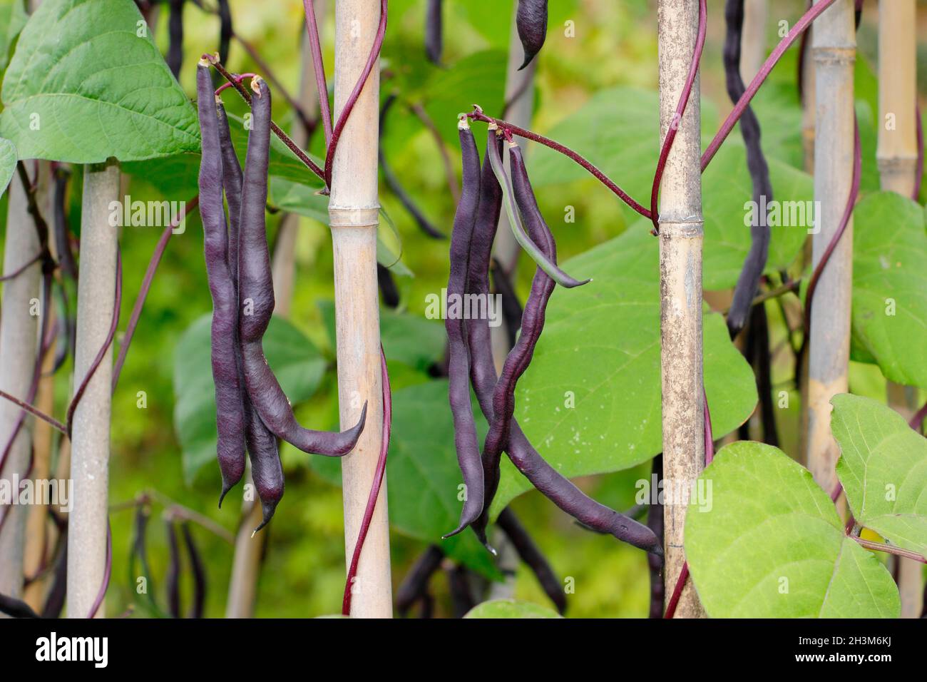 French bean plant. Phaseolus vulgaris 'Violet podded' climbing French beans growing up canes in a kitchen garden. UK Stock Photo