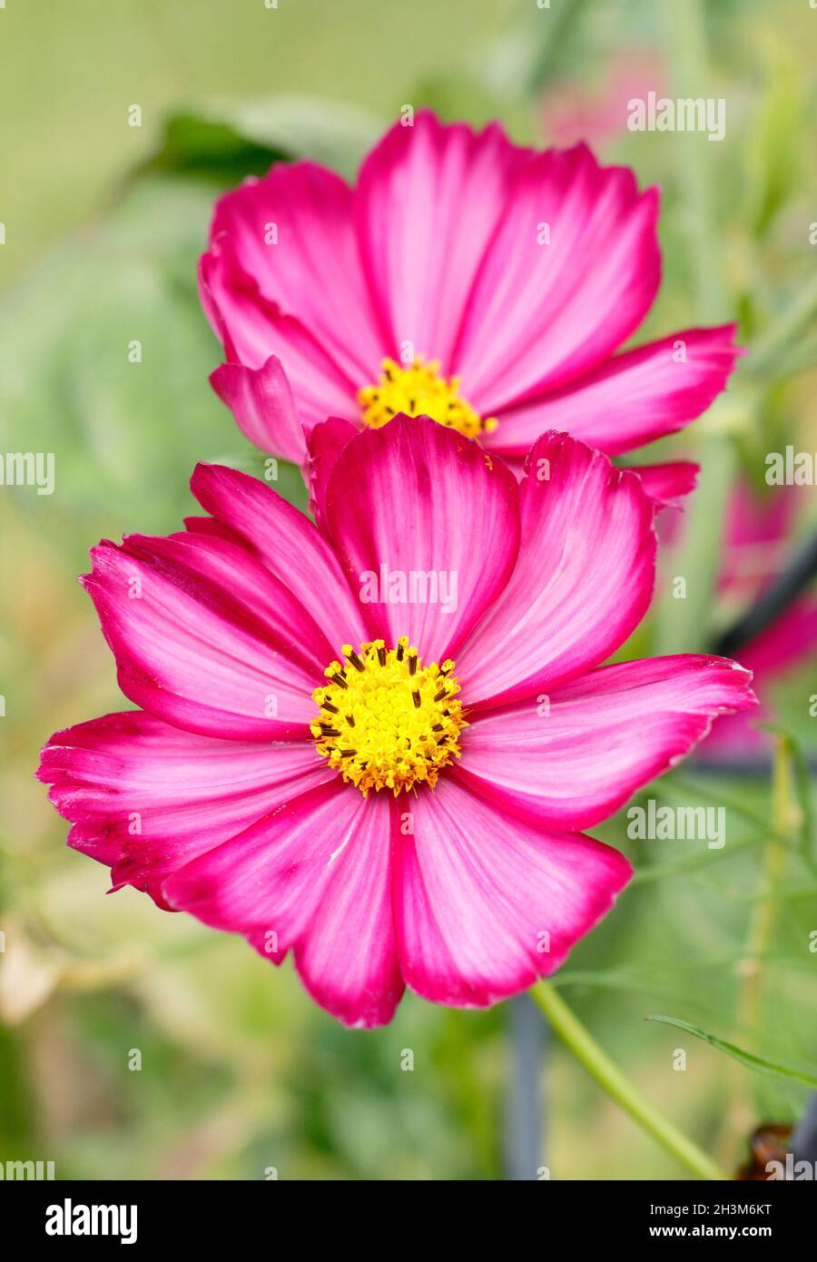 Cosmos bipinnatus 'Candy stripe', a white cosmos with deep pink splashes. UK Stock Photo