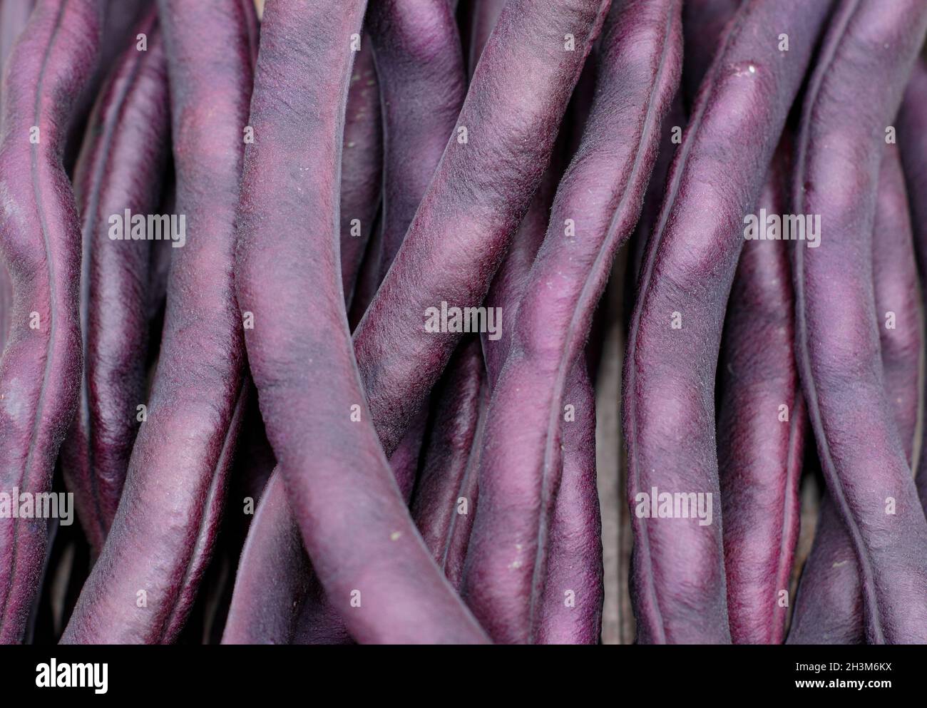 Purple beans. Freshly picked Phaseolus vulgaris 'Violet podded' French climbing beans.  UK Stock Photo