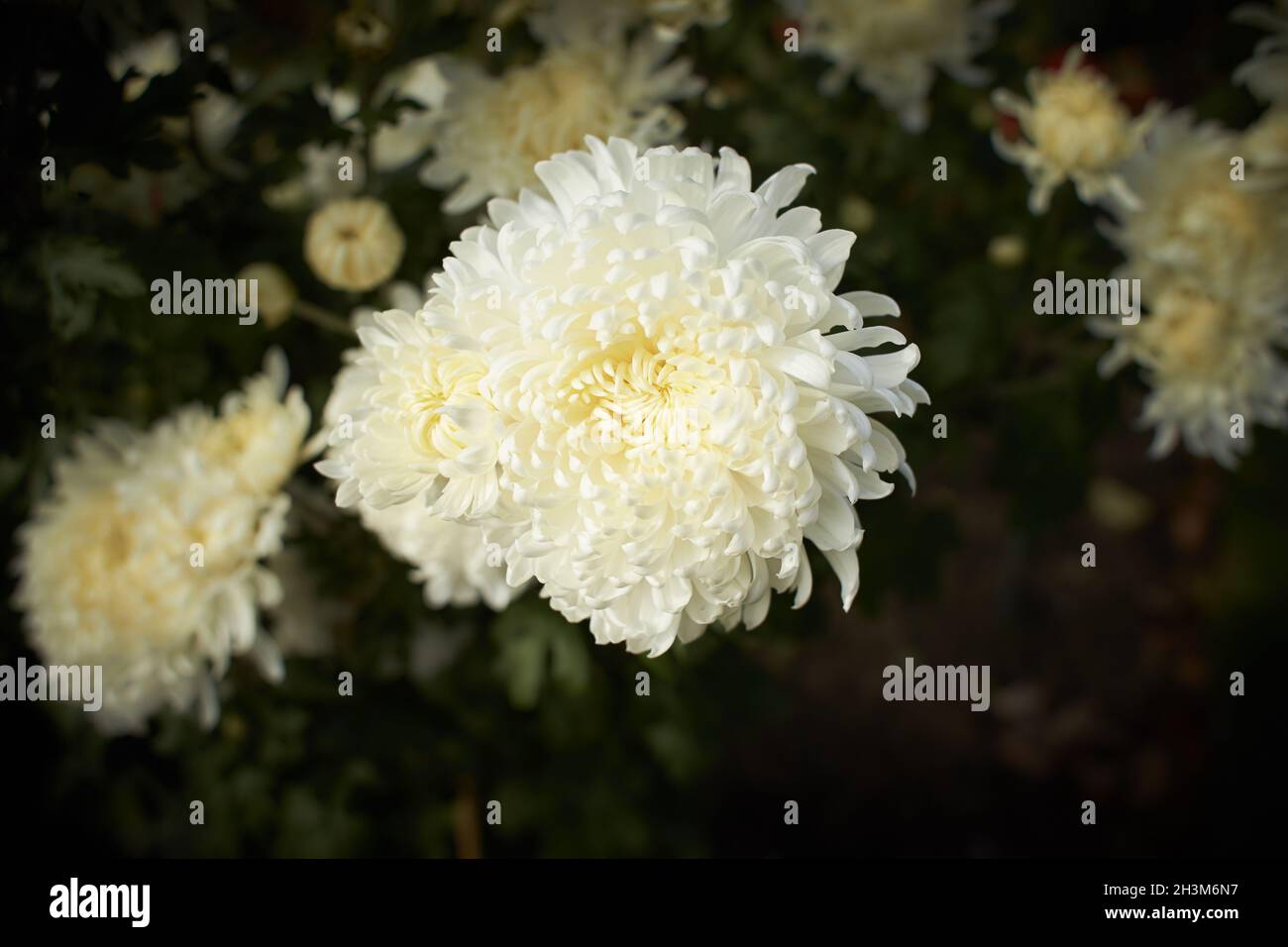 Winter hardy chrysanthemum hi-res stock photography and images - Alamy