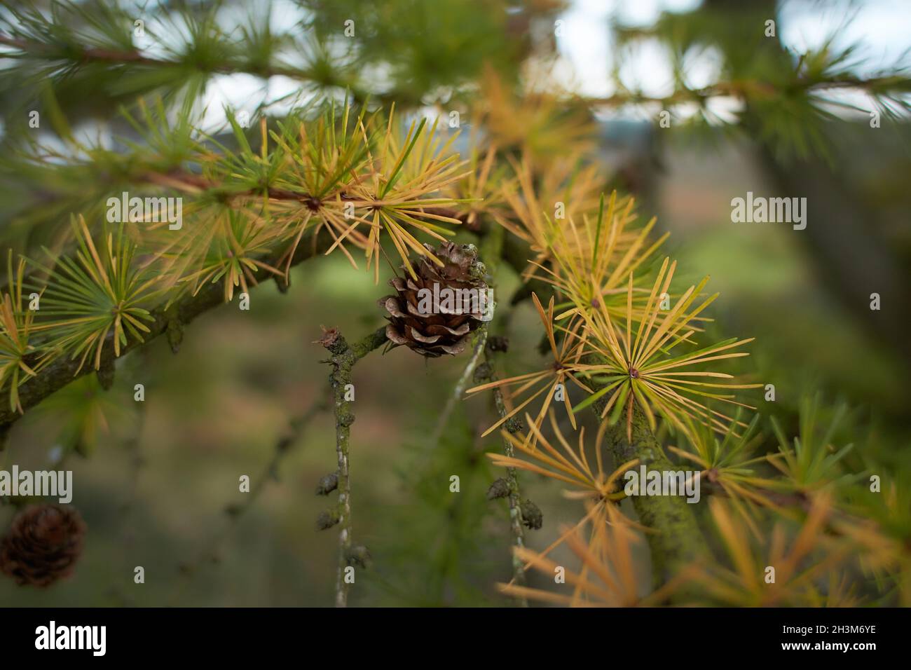 A plentiful amount of small pine cones are growing on the branch of this tree in a natural autumn forest setting. Stock Photo