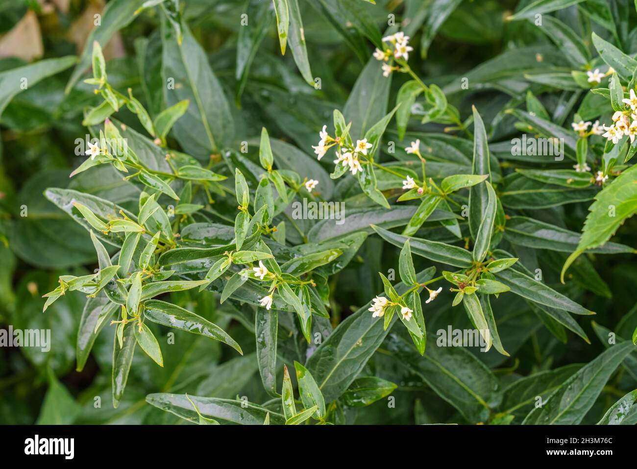 Vincetoxicum hirundinaria (Swallow-wort, White Swallowwort) herbal medicine Stock Photo