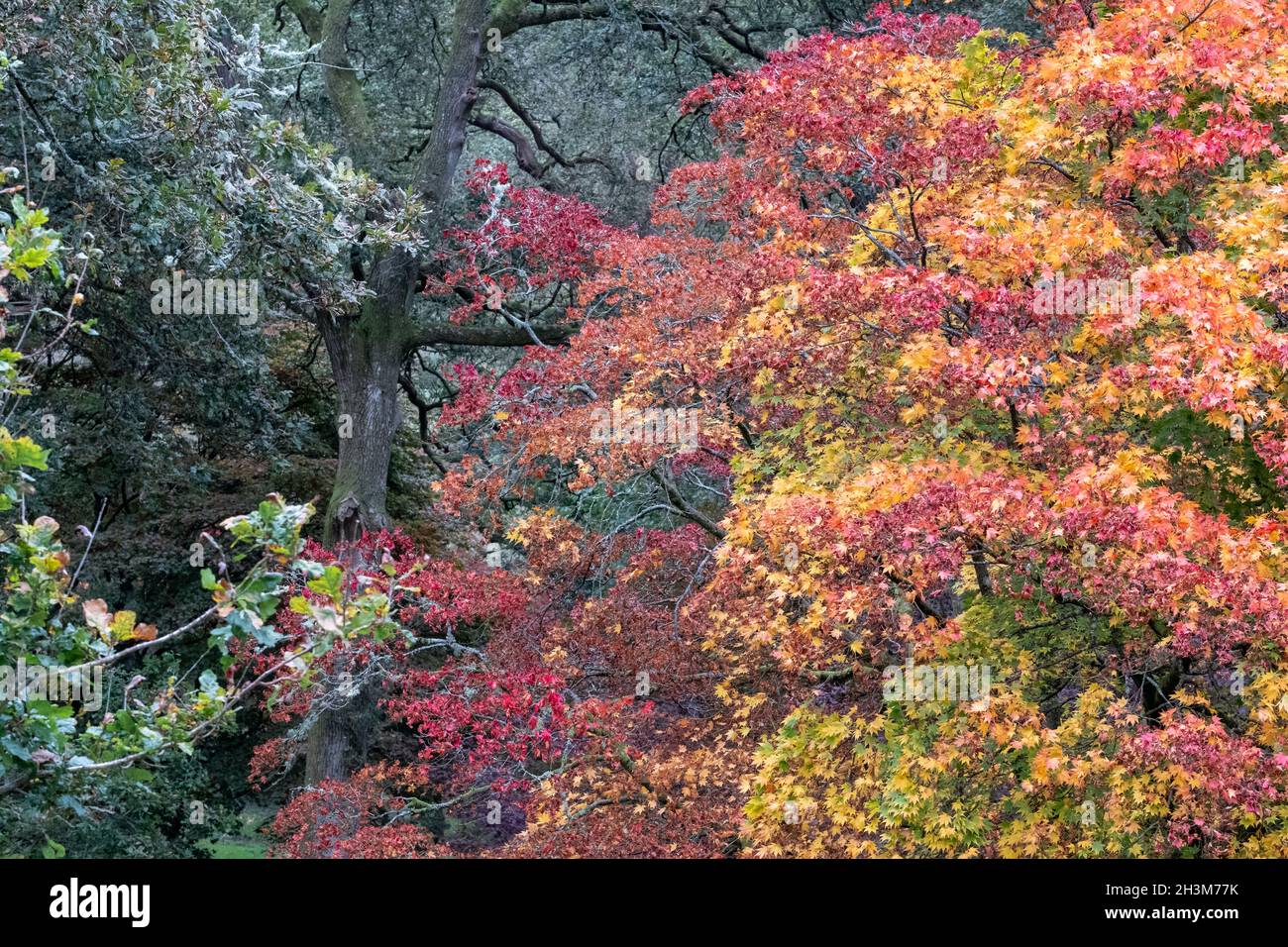 Variety of trees including acer, cherry and maple trees in a blaze of autumn colour, photographed at Winkworth Arboretum, Surrey, UK. Stock Photo