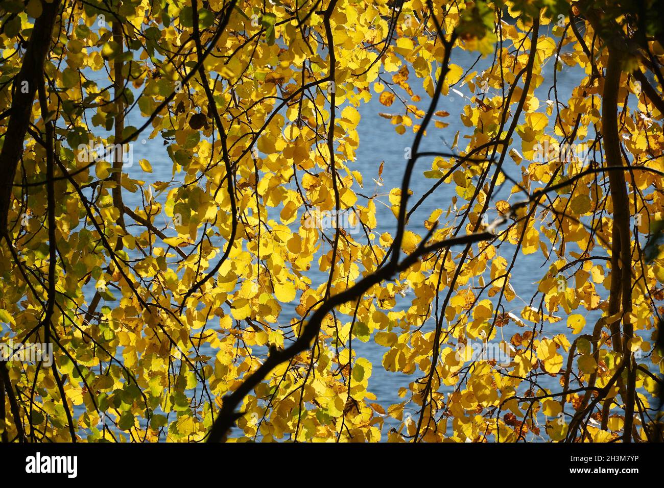 Yellow aspen leaves (Populus tremula) against blue sky in autumn time