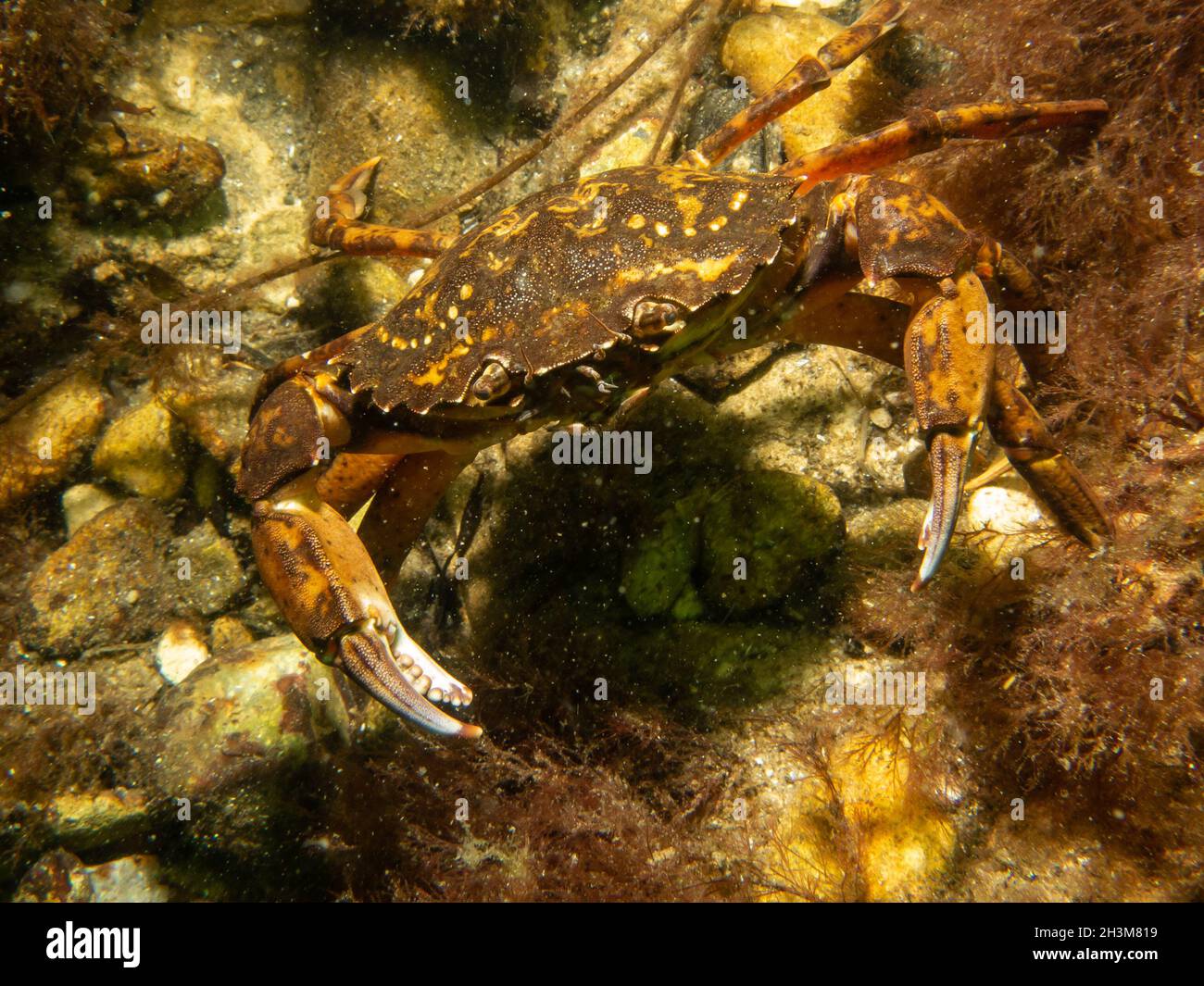 A close-up picture of a crab. Picture from The Sound, between Sweden and Denmark Stock Photo