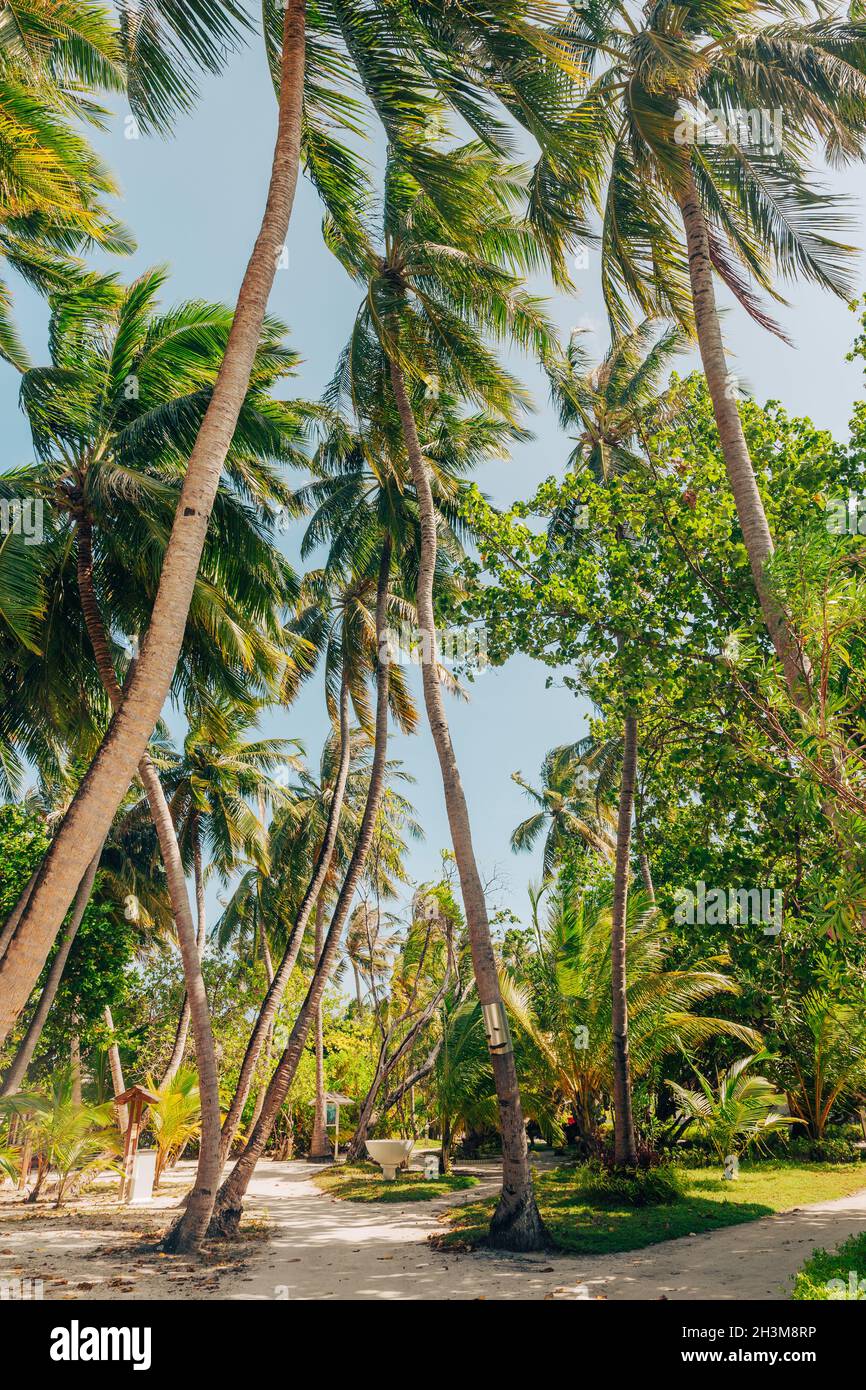 Beautiful island road with palm trees, Maldives Stock Photo