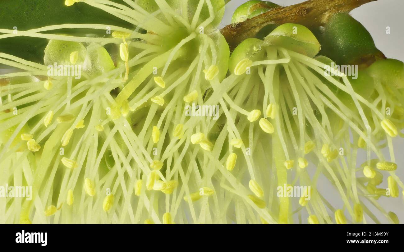 Macro view of Callistemon sieberi  flowers emerging from inflorescence Stock Photo