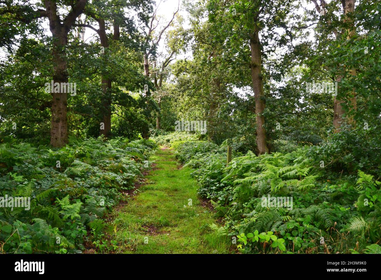 Foxburrow Farm Nature Reserve, near Woodbridge, Suffolk, UK Stock Photo