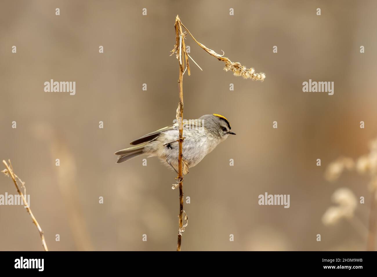 Golden-crowned Kinglet. In the spring Stock Photo