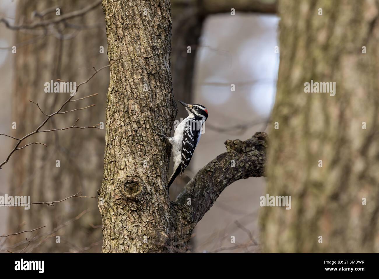 The woodpecker on spring in Wisconsin state forest. Stock Photo