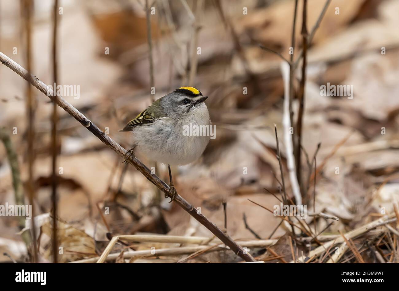 Golden-crowned Kinglet on the spring forest. Stock Photo