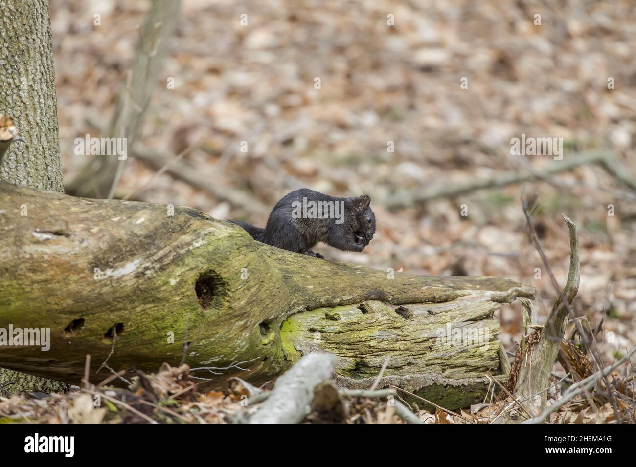 Eastern gray  squirrel,black form  in state  park Stock Photo