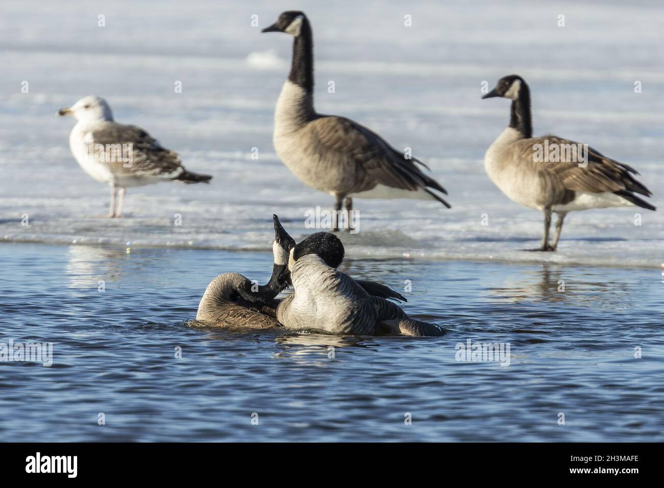 Canadian geese at the time of mating Stock Photo - Alamy