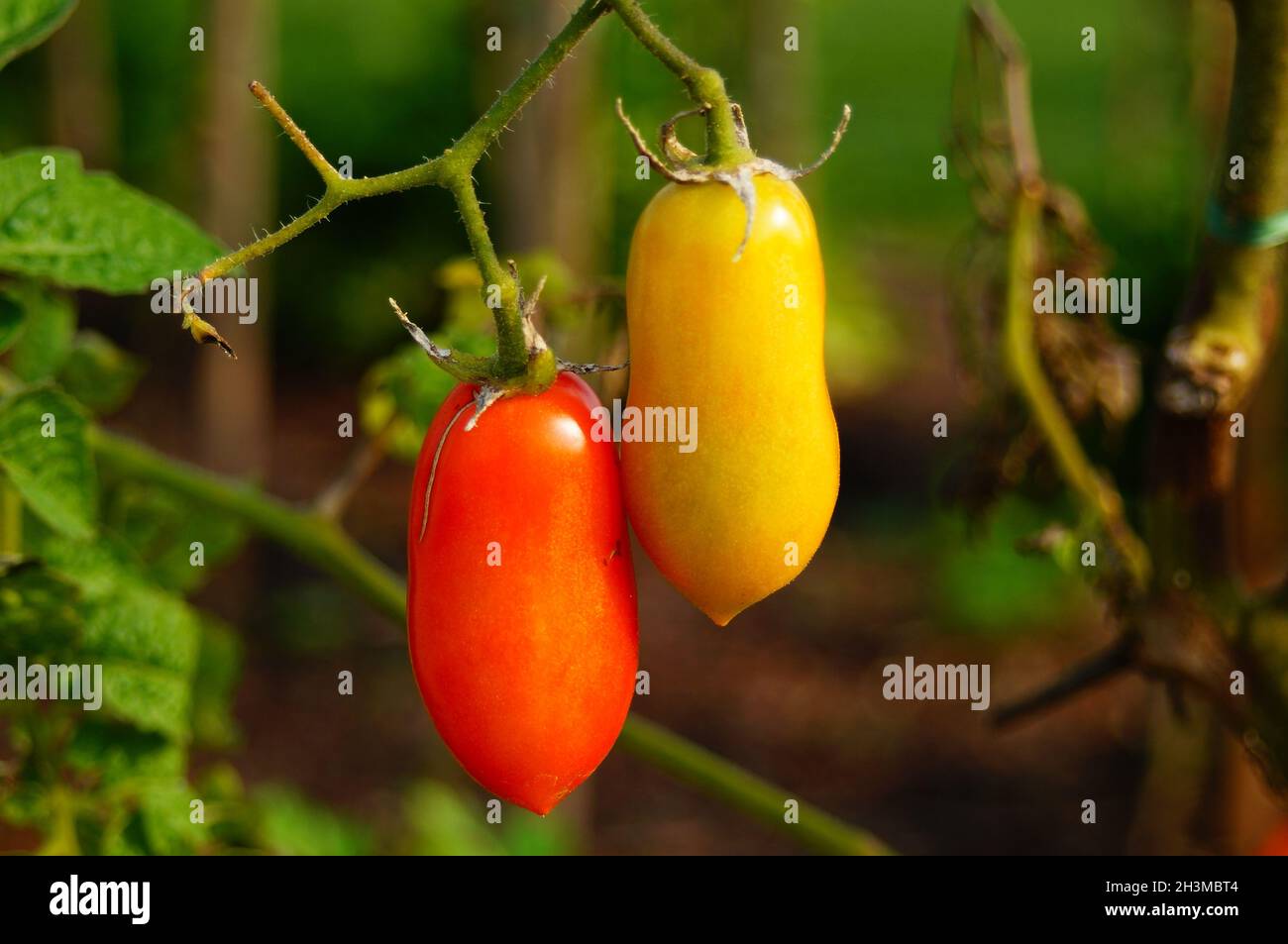 Tomatoes ripen in the sunlight on their bush Stock Photo Alamy