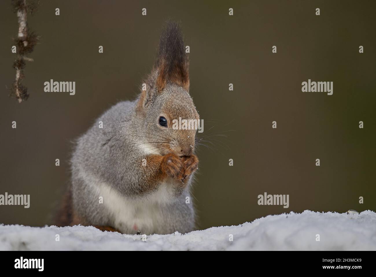 Squirrels Stock Photo