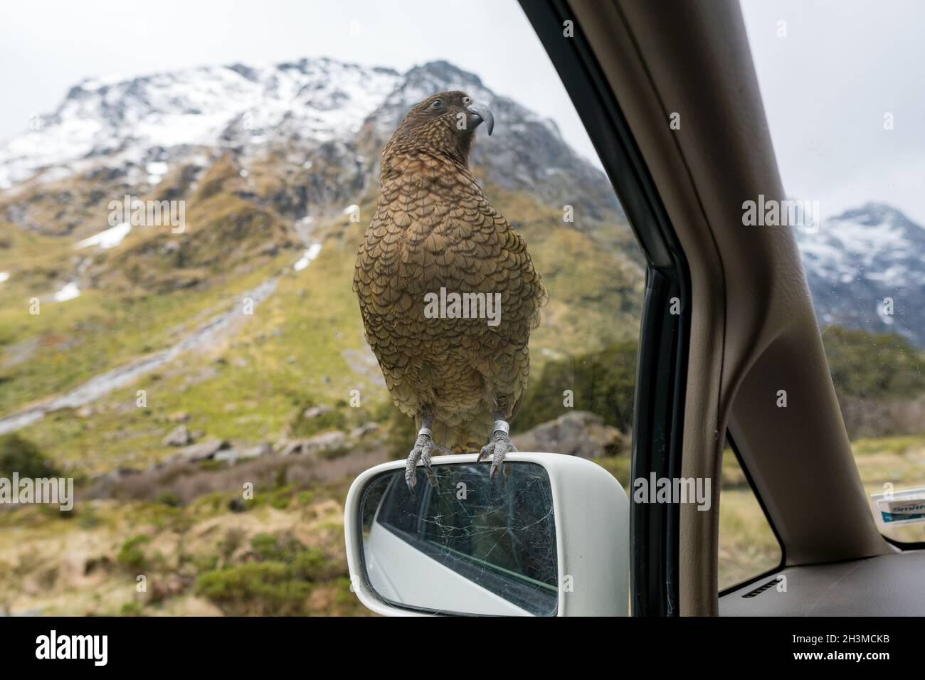 Kea bird on a car mirror in New Zealand, Milford Sounds Stock Photo Alamy